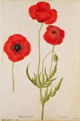Papavar rhoeas, c.1568